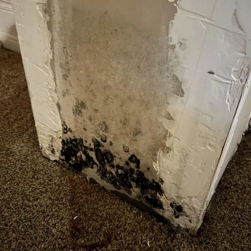 Professional Mold Removal in Warren, MA